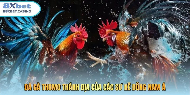 Đá gà Thomo thánh địa của các sư kê Đông Nam Á